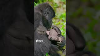 Protect Gorillas at World Wildlife Fund