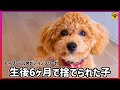 人気のミックス犬は初心者には難しい理由を説明します