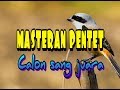 Masteran Pentet Calon Juara Gacor Ngeroll Setelah Pancingan Ini Mp3 - Mp4 Download