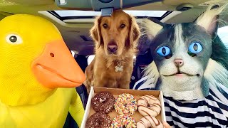 Rubber Ducky Surprises Puppy & Cat In Car Ride Chase!!