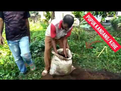 Video: Cara Menggunakan Lubang Alpukat