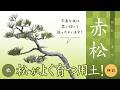 【赤松】スラリとした斜幹文人