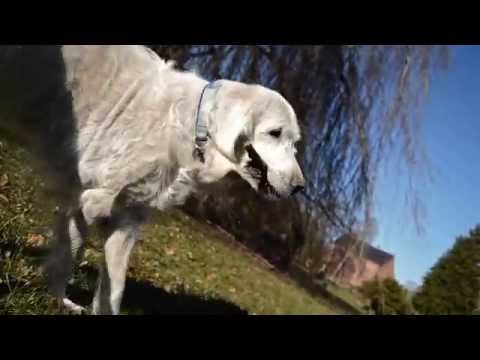 Video: Hundekamp: Hvordan 150 Hunder Ble 