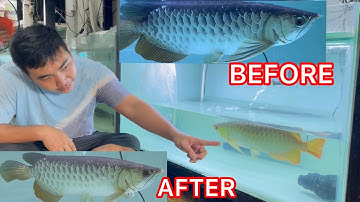 XỬ LÝ CÁ RỐNG LỖI-DẬP NAN ĐUÔI-GÃY NAN ĐUÔI-RÁCH ĐUÔI-XỆ MẮT 👍🇻🇳