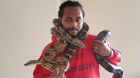 ⚠️LIVE FEEDING⚠️ #boaconstrictor #snakes #ballpython #python #snappingturtles & More