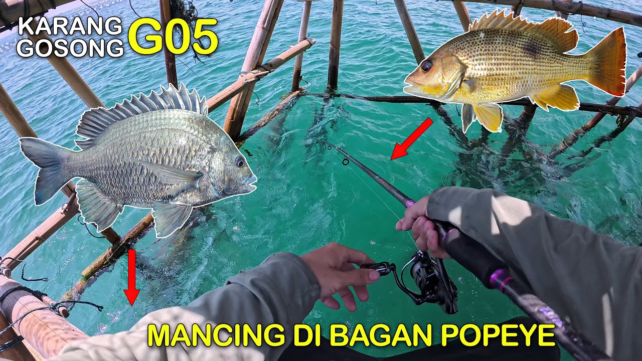 Ikan Okek Disini Cuma Ada Size SUPER‼️Mancing Di Bagan Popeye Karang Gosong G05 || Mancing Gaes