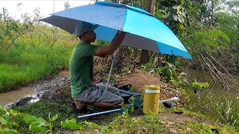 Chia sẻ Cách câu cá rô phi, cá trê Bằng mồi trùng hổ, Fishing