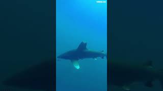 Diving with a Oceanic White tip Shark