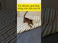 Bây giờ tôi không cần phải xịt thuốc khử trùng lên giường và ổ mèo ở nhà cho đến khi chúng ướt nữa