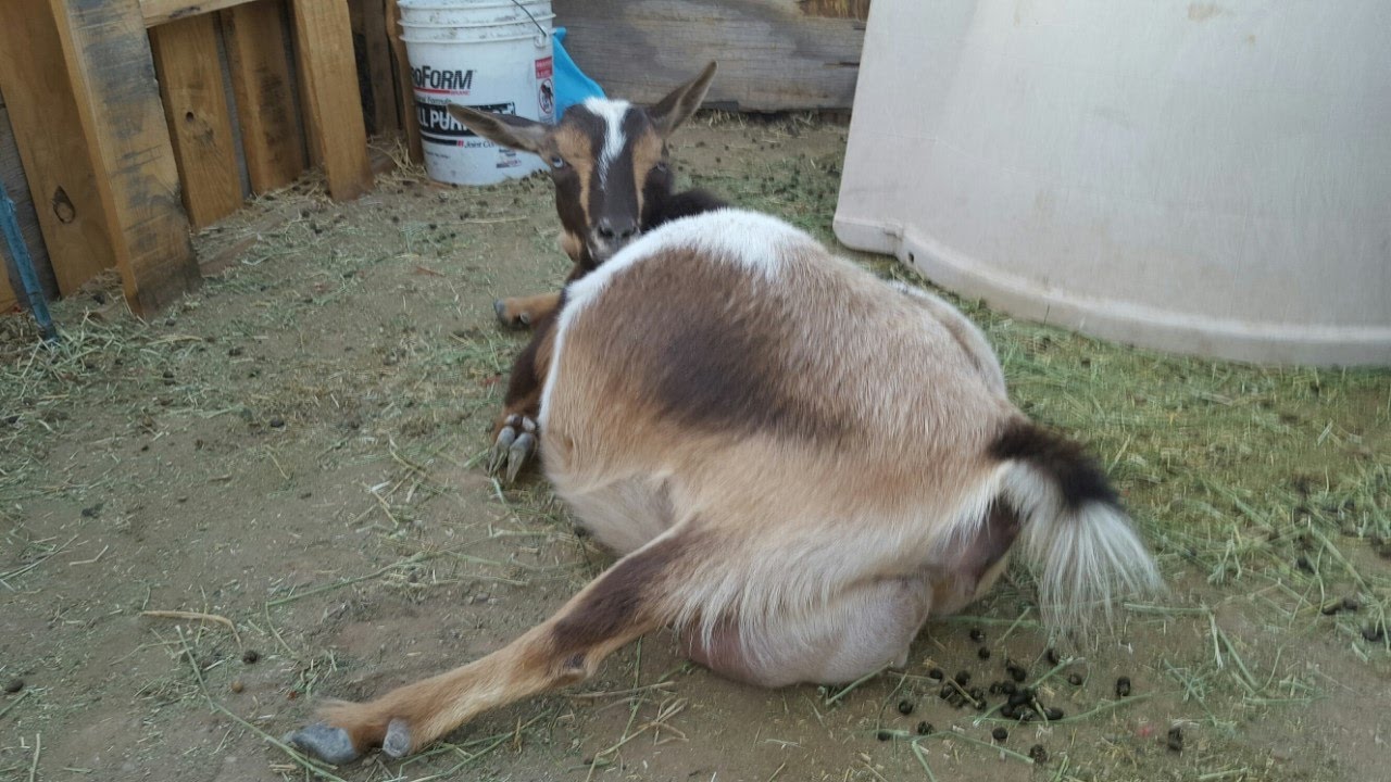 Signs Of Goat Labor; Goat Giving Birth; Baby Goats