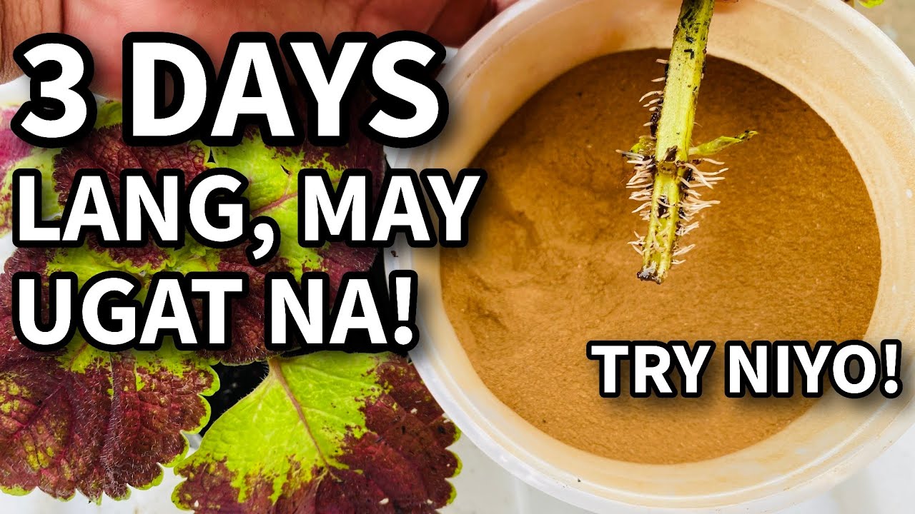 Best Plant Rooting Hormone - Organic | Plant Care