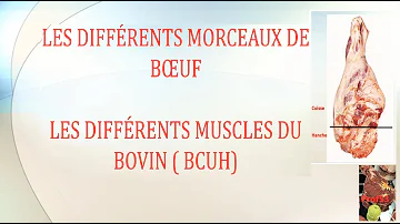 Quels sont les différents morceaux de bœuf ? - Actualité et Culture