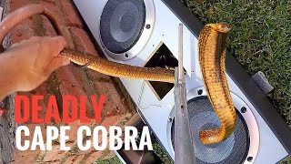 Cobra inside a speaker, in the living room!!!