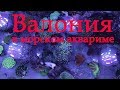 Валония в морском аквариуме