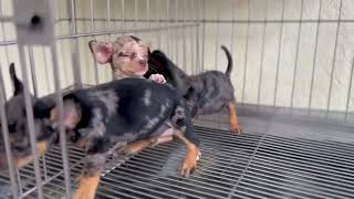 Merle Chihuahua Puppies @ 2 months old by Super Marcos 191 views 6 months ago 32 seconds