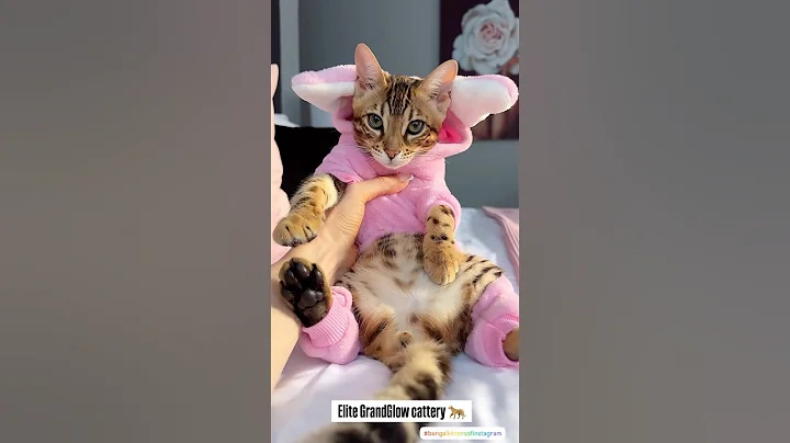 Video 9956011: bengalcat bengals, bengalcats cattery, baby bengal, cutekitten