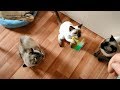 Не всех котов легко разбудить утром махалкой! Тайские кошки - это чудо! Funny Cats