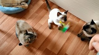Не всех котов легко разбудить утром махалкой! Тайские кошки - это чудо! Funny Cats Не всех котов легко разбудить утром махалкой! Тайские кошки - это чудо! Funny Cats