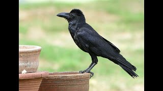 How does Indian House crow sound? | Call | Chatter Sounds | Attract