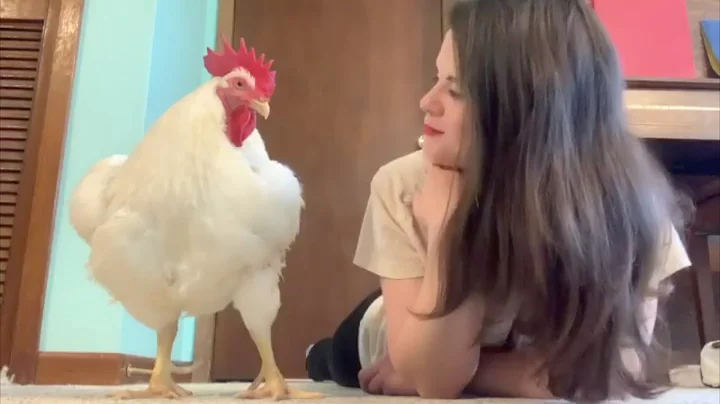 Chicken raised for meat is convinced he's a dog - DayDayNews