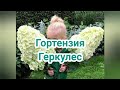 #гортензиягеркулес Новинка! Гортензия метельчатая Геркулес.