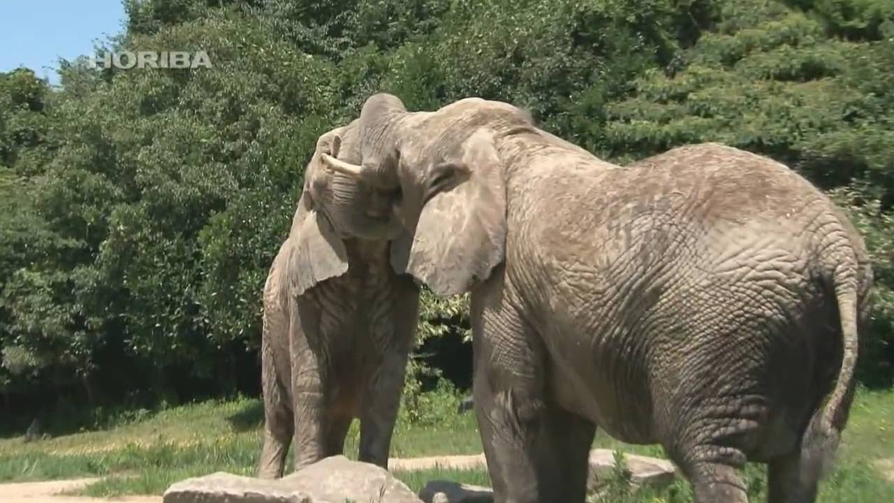 ゾウ