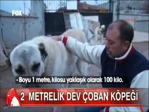 Türkiye nin 2 metrelik en büyük Kangal köpeği paşa