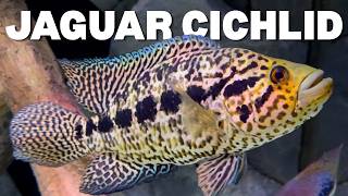 Jaguar Cichlid Care Guide Tank Size, Tank Mates, Diet & Breeding