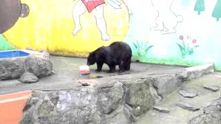 和歌山公園動物園のツキノワグマ「ベニー」に冷たいプレゼント