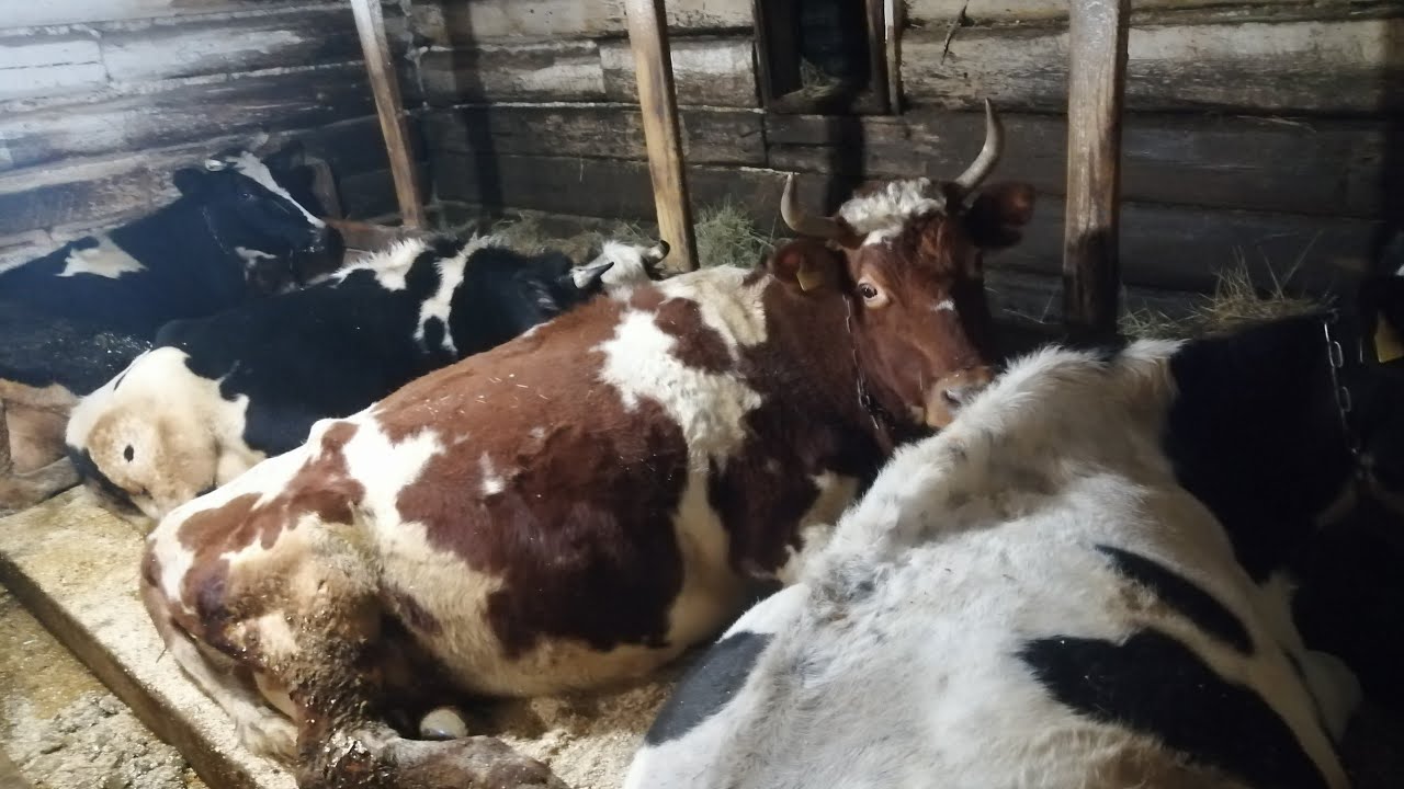 Корова пришла в охоту через 20 дней после отела! Их судьба решена!