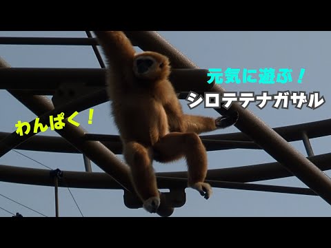 【旭川市旭山動物園】わんぱく！元気に遊ぶシロテテナガザル🐵