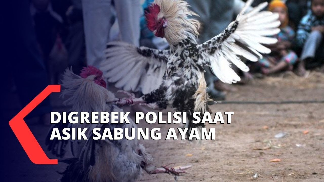 Asik Judi Sabung Ayam, Tak Berkutik Saat Digerebek Polisi