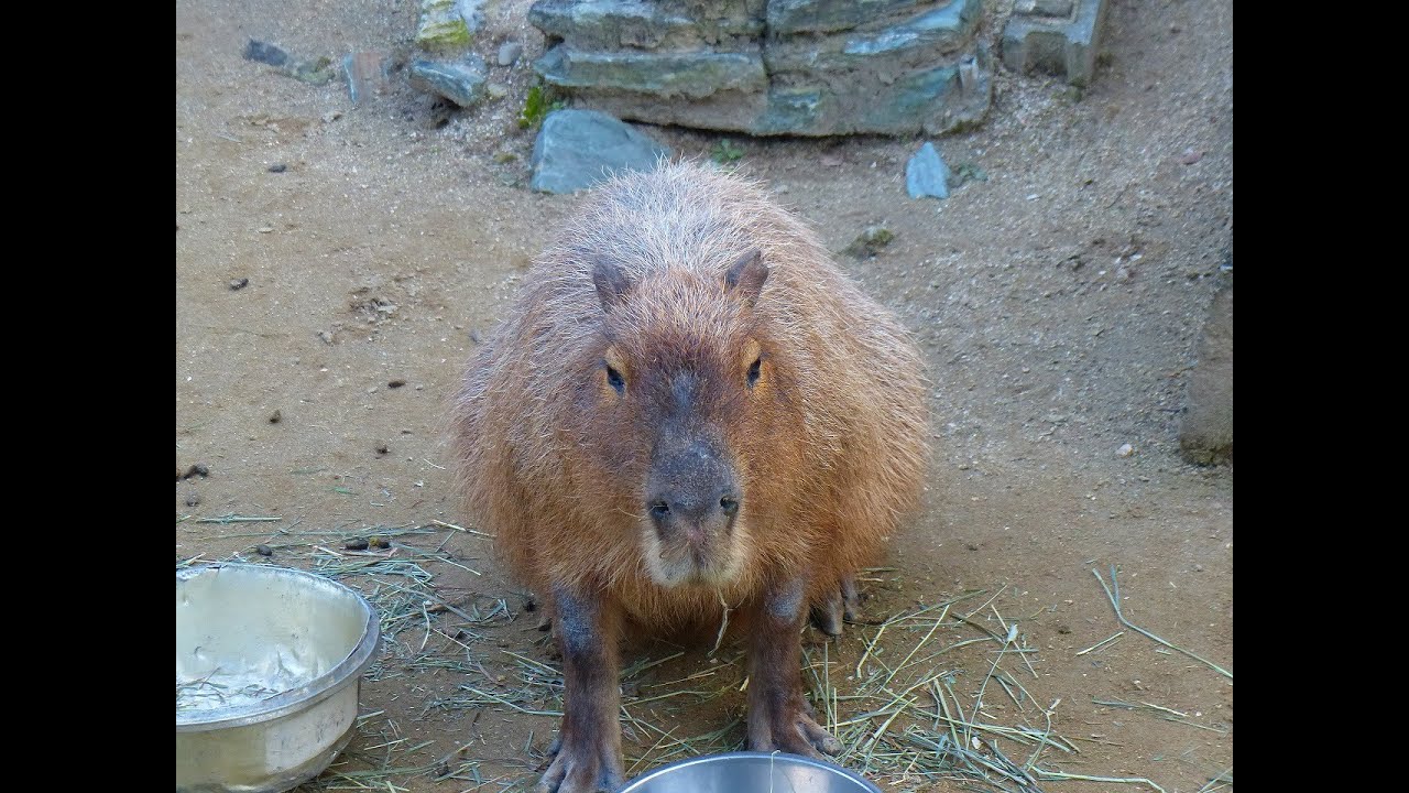 関西の動物園一覧 動物園情報サイトzoo Palette 全国地域別一覧 地方別 エリア別 飼育動物一覧 人気ランキング 園内マップ アクセス 駐車場 休園日 開園時間 入園料 パスポート ふれあい レストラン 授乳室 施設 イベント 関西の動物園一覧 動物園情報サイトzoo Palette 全国地域別一覧 地方別 エリア別 飼育動物一覧 人気ランキング 園内マップ アクセス 駐車場 休園日 開園時間 入園料 パスポート ふれあい レストラン 授乳室 施設 イベント