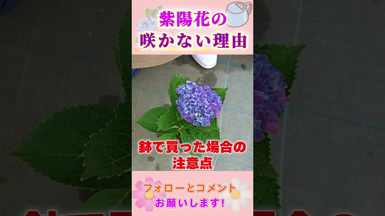 紫陽花のメカニズム #園芸 #ガーデニング #初心者