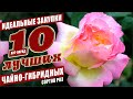 ХИТ-ПАРАД СЕЗОНА 2021 - чайно-гибридные розы! #розы #сортароз #цветениероз #розывсаду #топ10