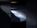 Q.水族館のサメやエイが他の魚を食べないのはどうしてですか?