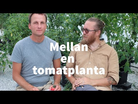 Video: Varför Spricker Tomater?