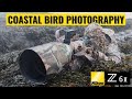 BIRD PHOTOGRAPHY-NORTHERN IRELAND COAST- EIDER- NEW NIKON Z6II