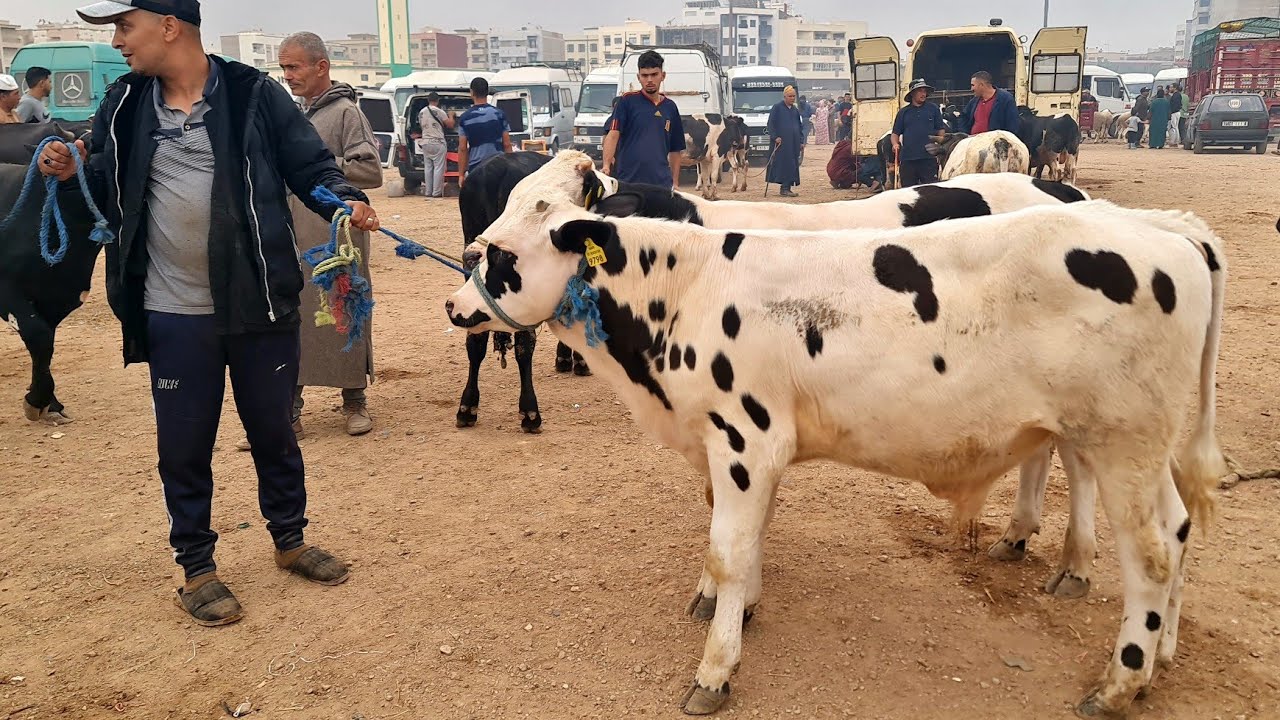 فصباح أحد فسوق فاس بن سودة 2025/8/24 لحوالى ونعجة وبقرات وعجول وعجلات 2025/8/24
