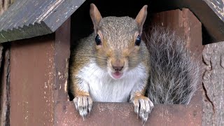Squirrel Leap! and Nutty Clips - Go Nuts! by Cool City Cactus 191 views 3 years ago 1 minute, 7 seconds