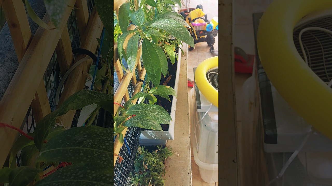 how to grow organic and delicious tomatoes gardentips easygarden funnygarden simplefunnygardener