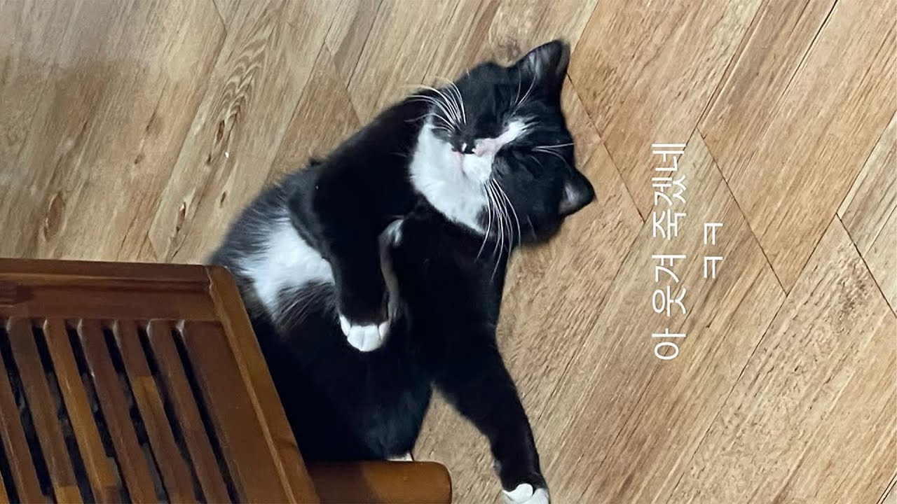 시골백수의 만삭 길냥이랑 놀기