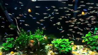 Cardinals minnows and Harlequins 28102010