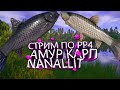 Будем искать трофейного карпа амура.  Стрим  общение Медвежка РР4