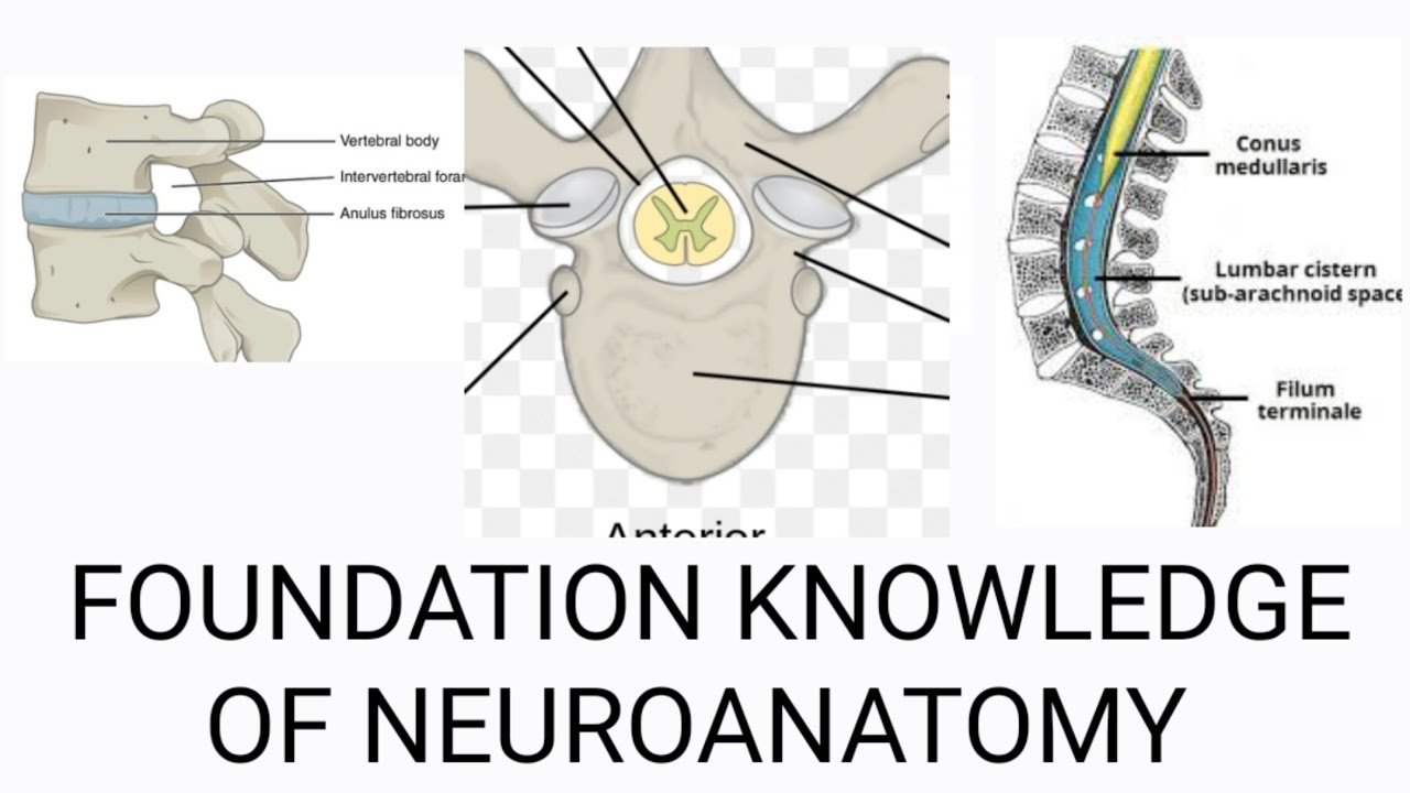 neuroanatomy lecture series(Ep4) - YouTube