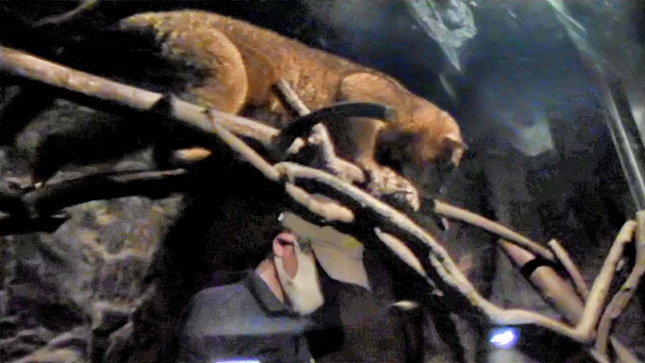 掃除する飼育員とキンカジュー 上野動物園 Kinkajou Zoo Keeper Youtube
