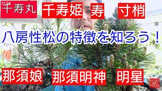 What's different about the eight-flowered pine? Beginner's bonsai