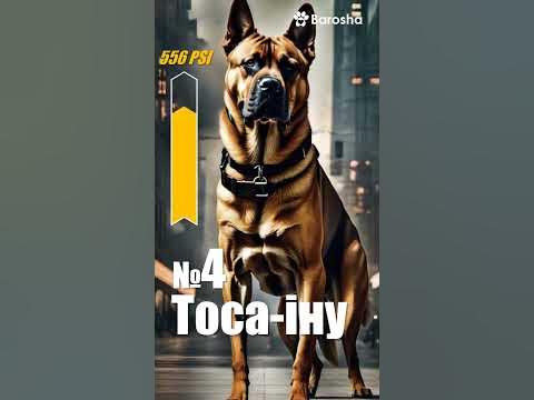 #Shorts 👑 Собаки з убивчим укусом 👑 Топ-10 порід - YouTube