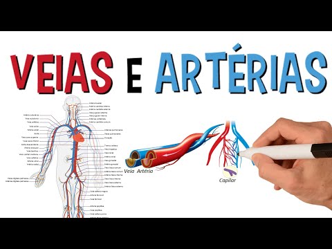 Vídeo: Anatomia, Localização E Função Da Artéria Poplítea - Mapas Do Corpo