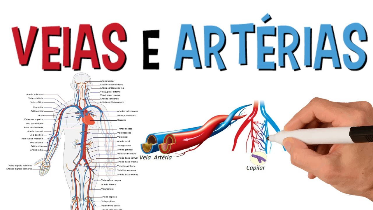 Principais Veias E Artérias Do Corpo Humano Sistema Cardiovascular